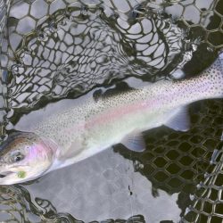 釣り初め！ 大安トラウトレイク